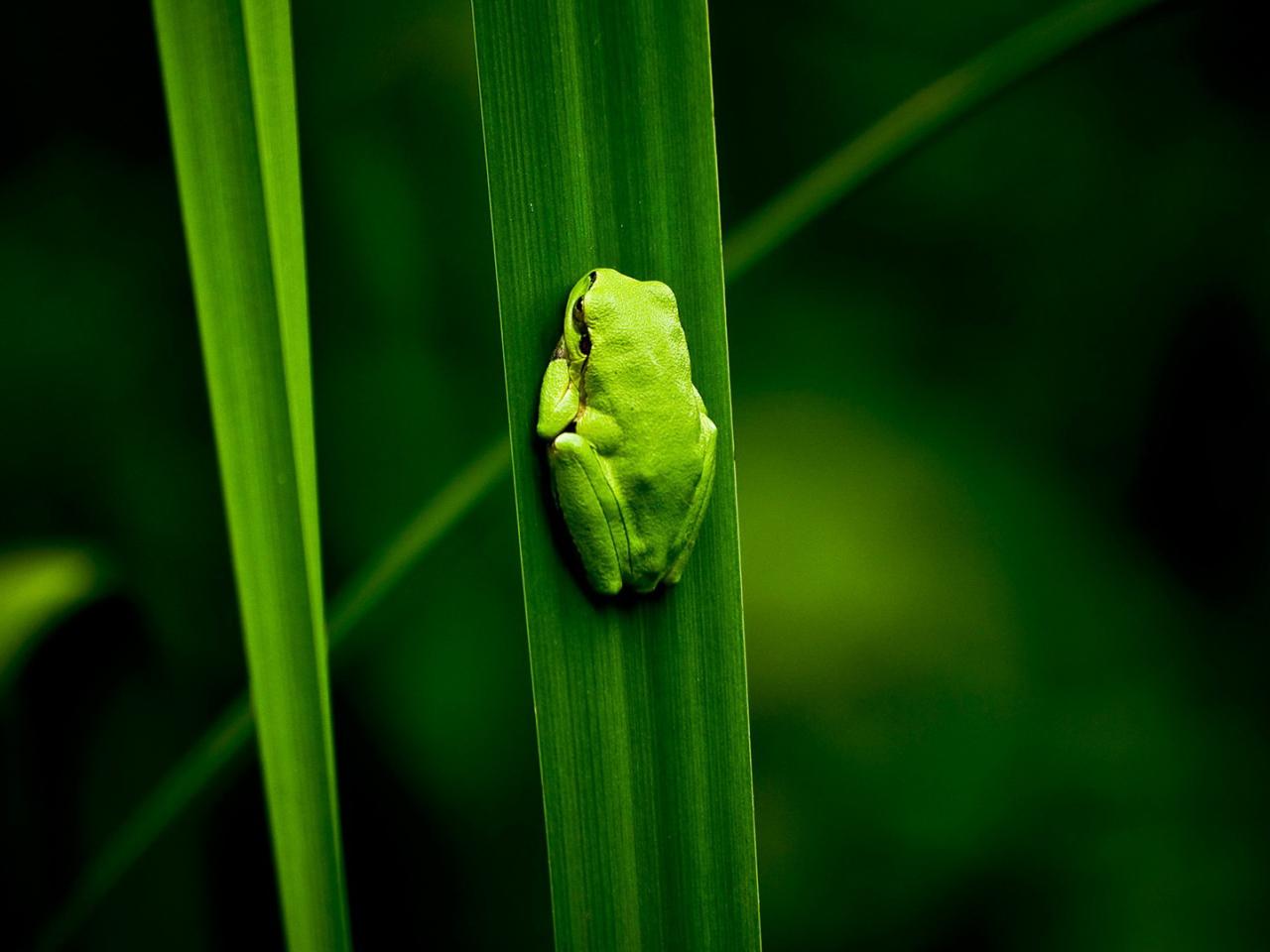 обои Лягушка зеленая на листе фото