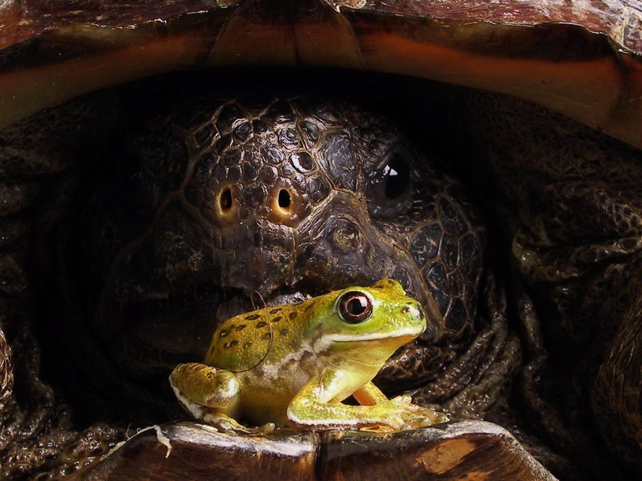 обои Лягушка и черепаха фото