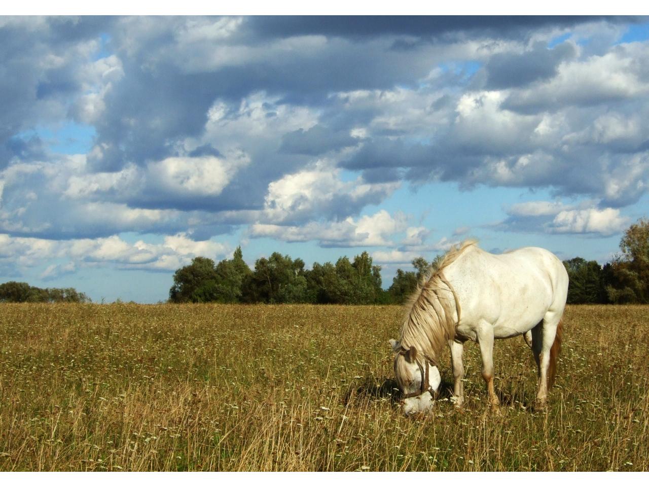 обои Пасется белый конь фото