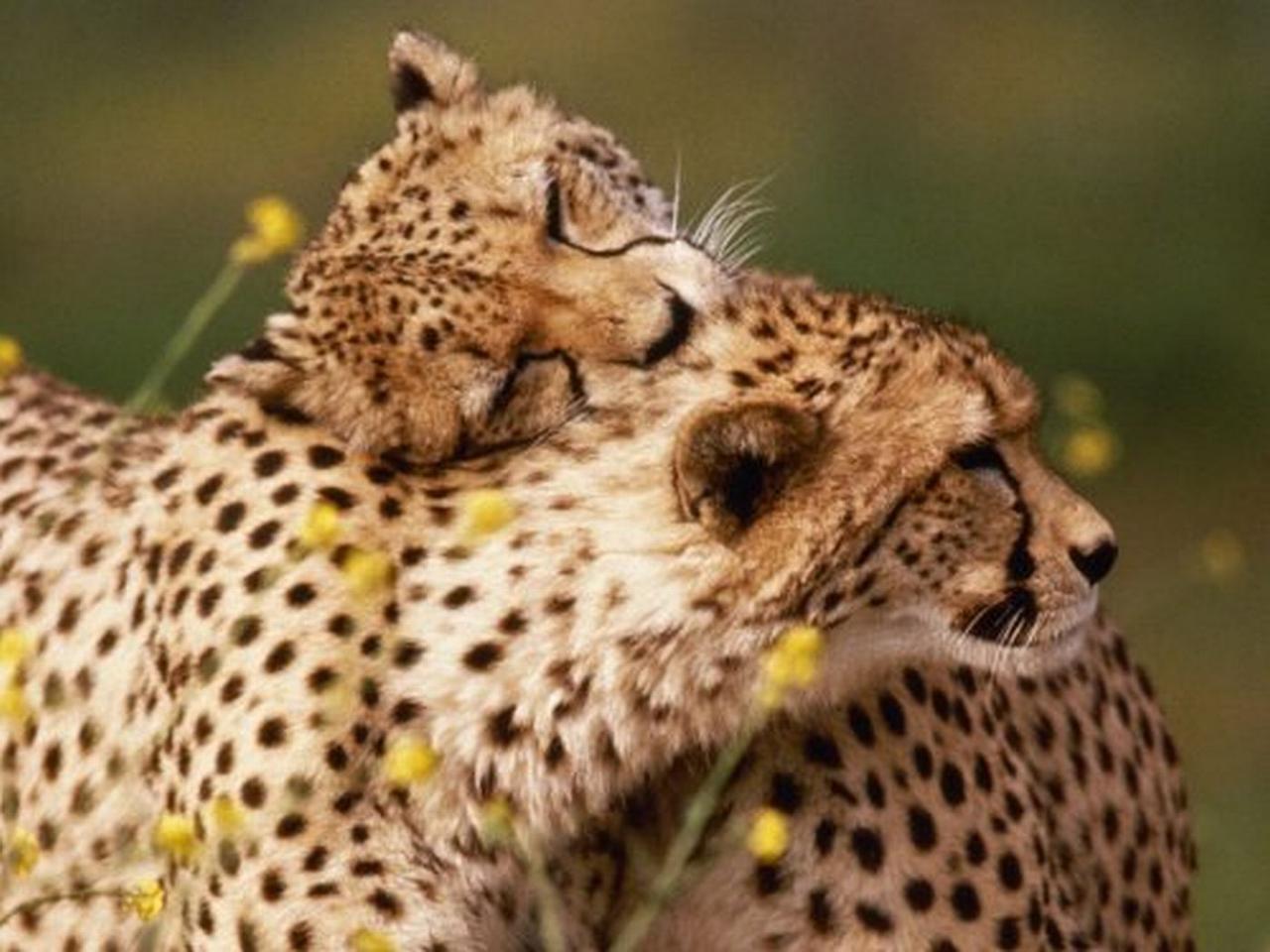 обои Леопардовая любовь фото