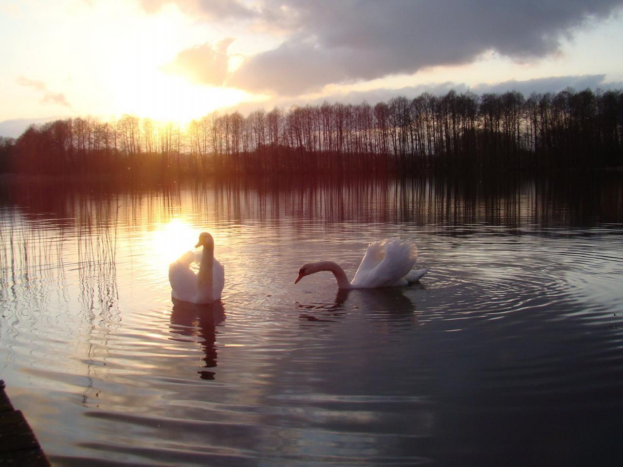 обои Белые лебеди на пруду фото