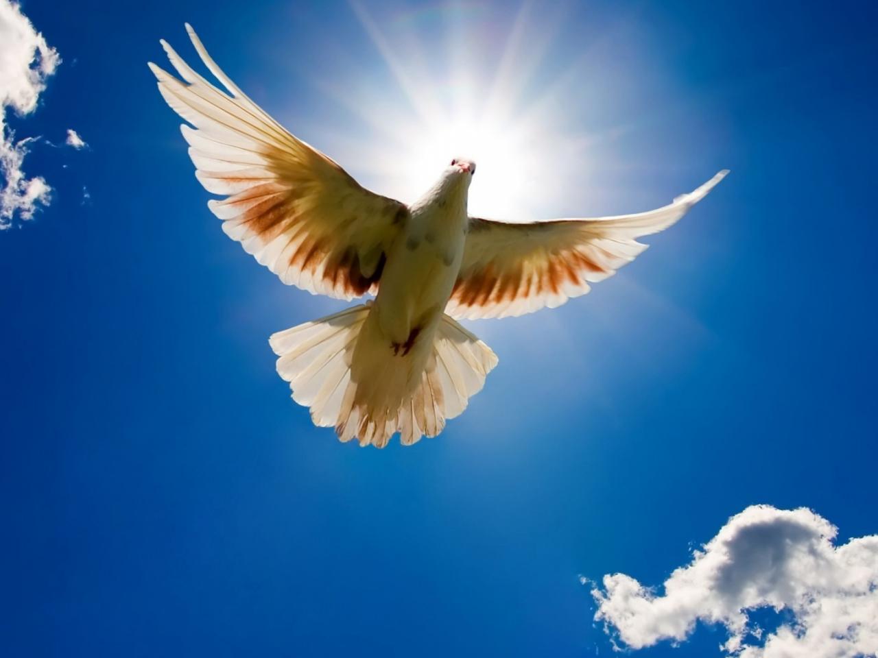обои Белый голубь в небе фото