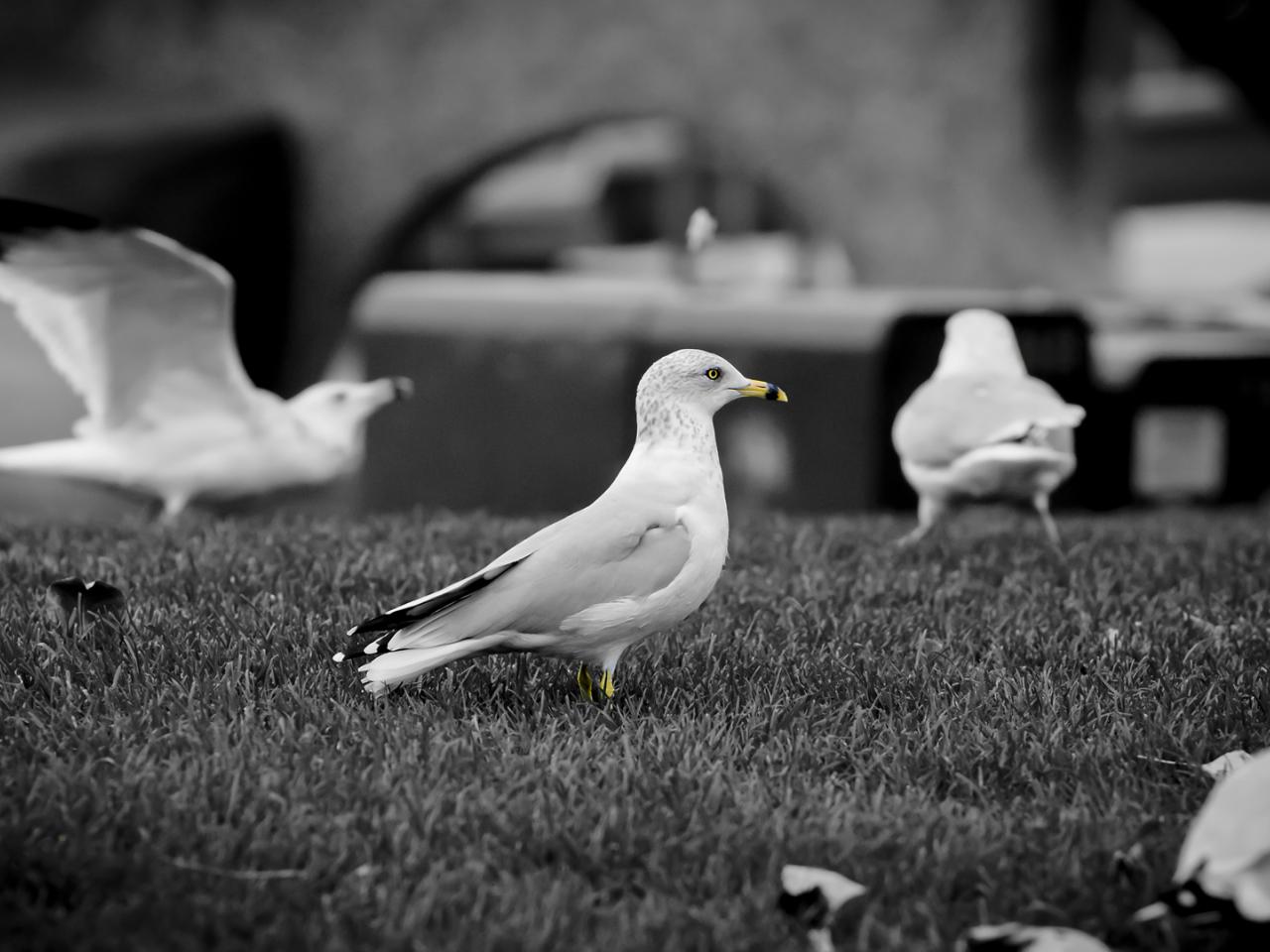 обои Черно-белый кадр птиц фото