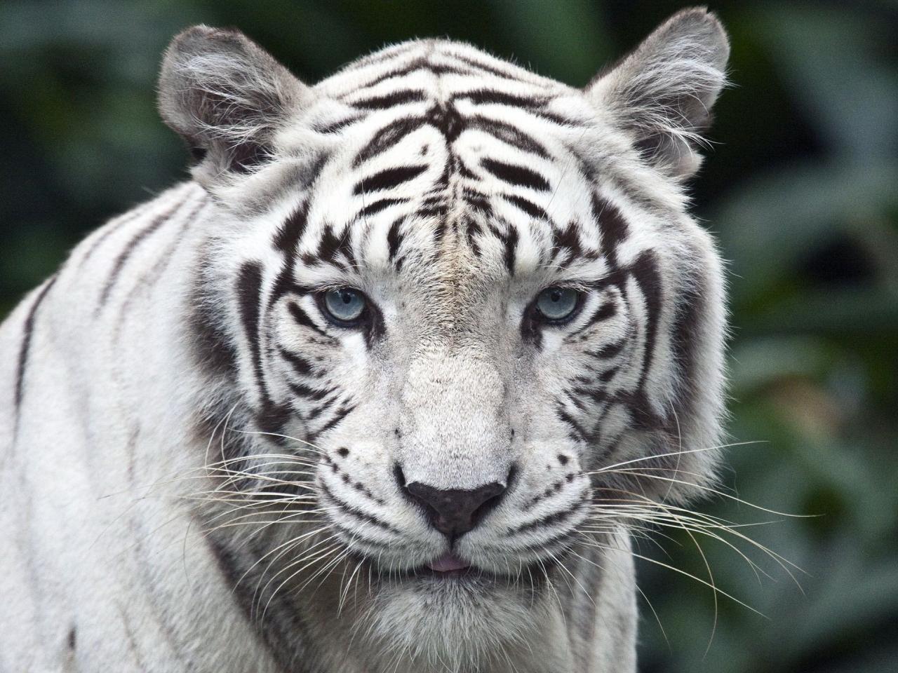обои Белый уссурийский тигр фото