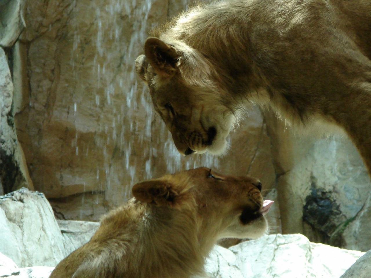 обои Львы у водопада фото