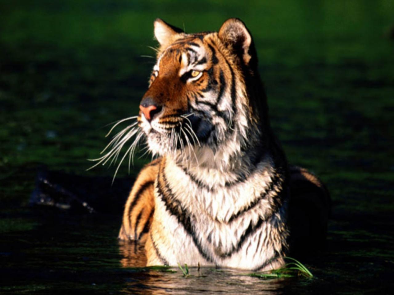 обои Тигр в водоеме фото