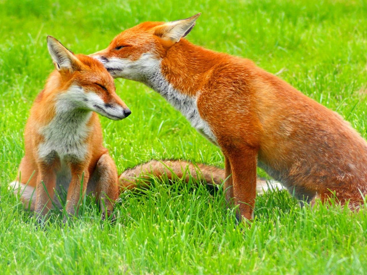 обои Рыжие лисицы на зеленой траве фото