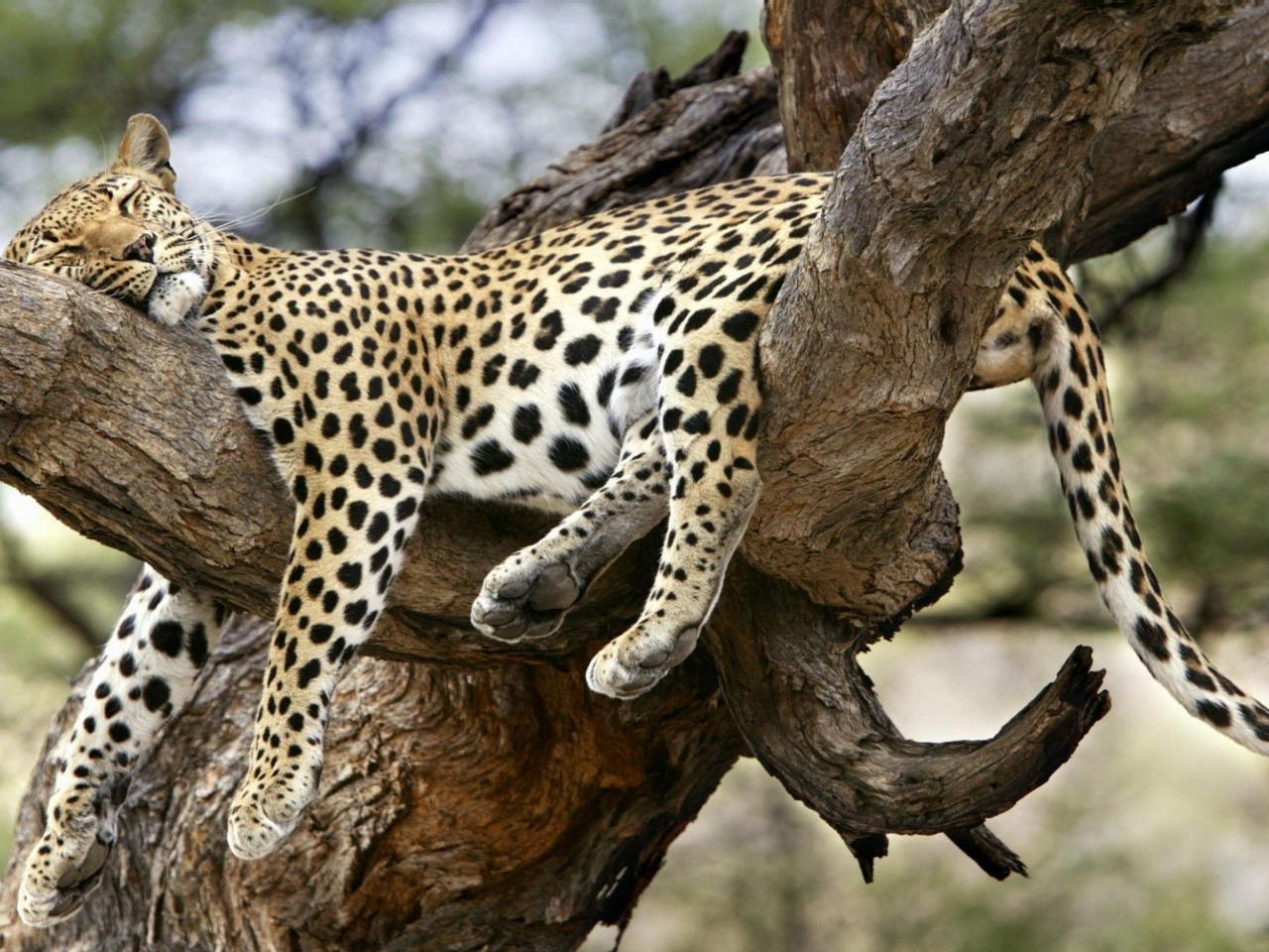 обои Спящий ягуар на дереве фото