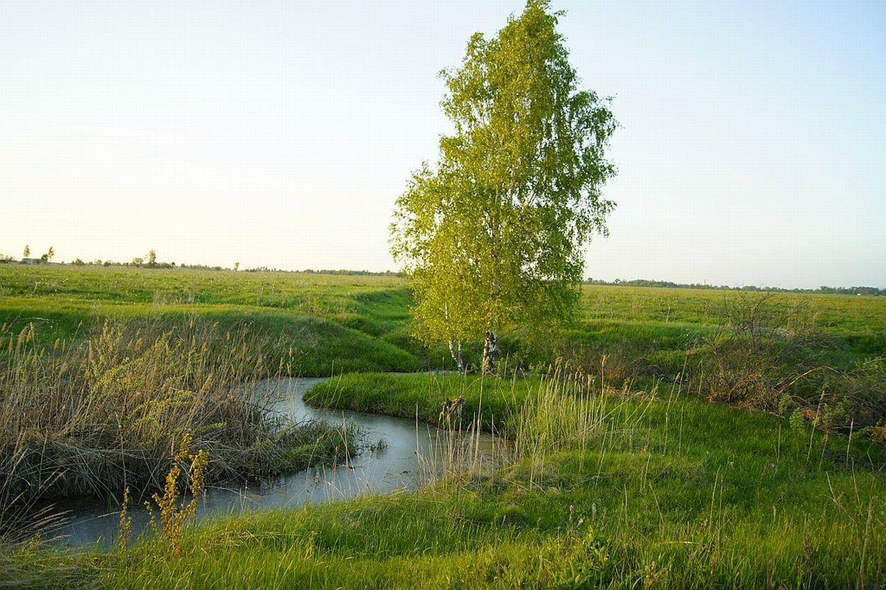 обои Луг,   ручёй и берёзка фото