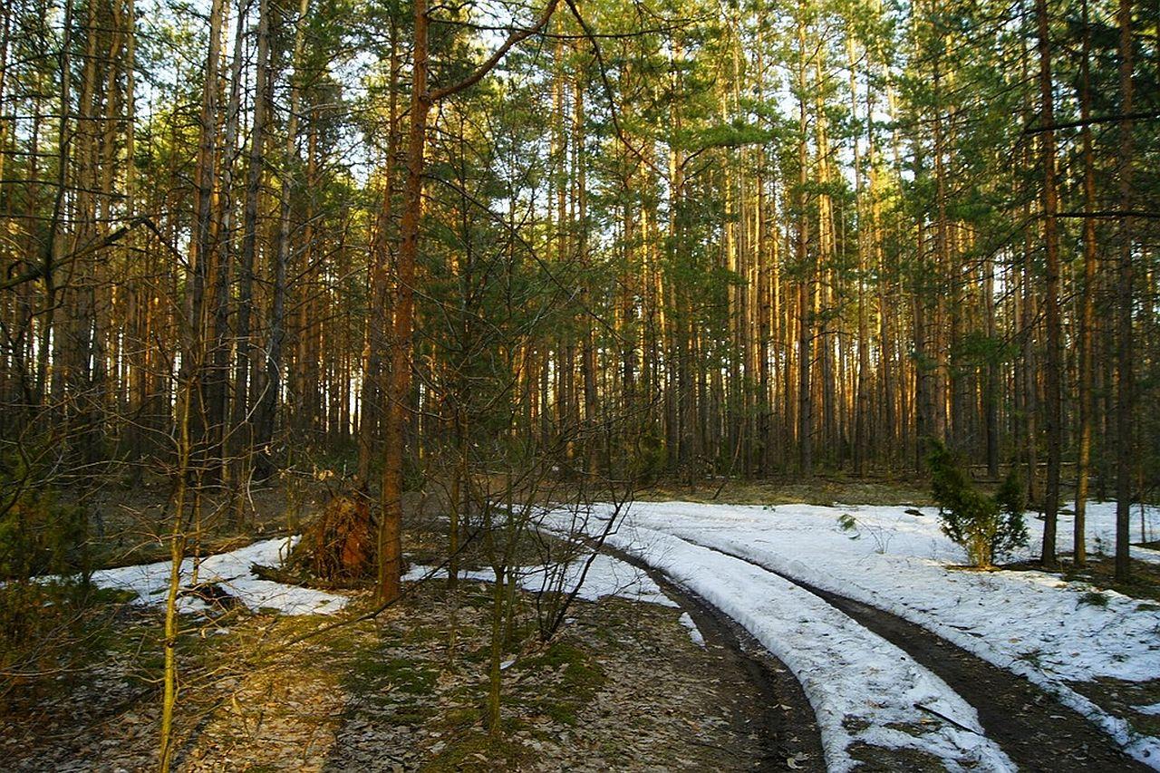 обои Тает снег в лесу фото