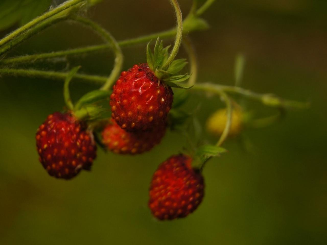 обои Лесная ягода - земляничка фото