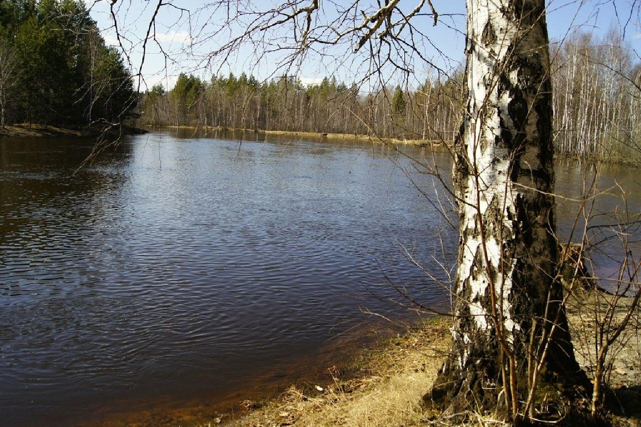 обои Озеро в весеннем лесу фото