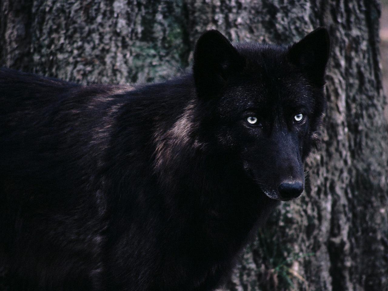 обои Черный волк фото