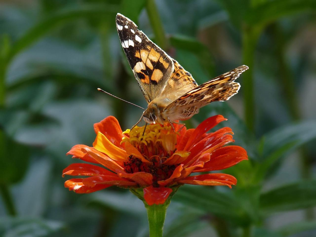 обои Бабочка собирает нектар с цветка фото