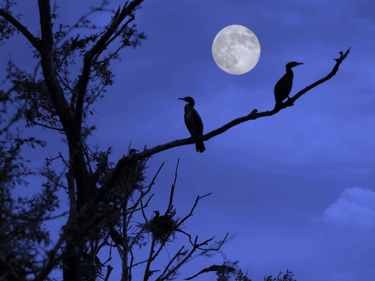 обои Ночь,   луна и птицы фото