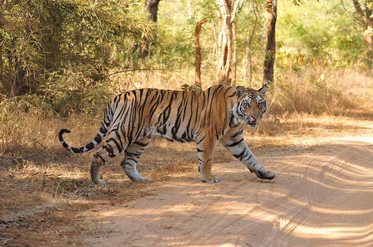 обои Тигр на дороге фото