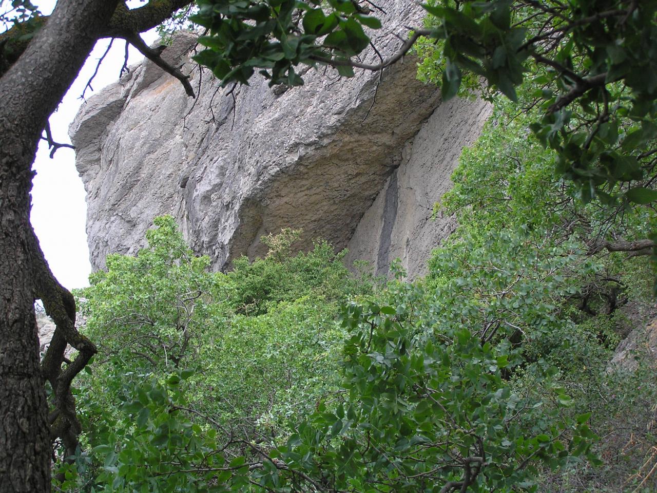 обои Деревья на фоне скалы фото