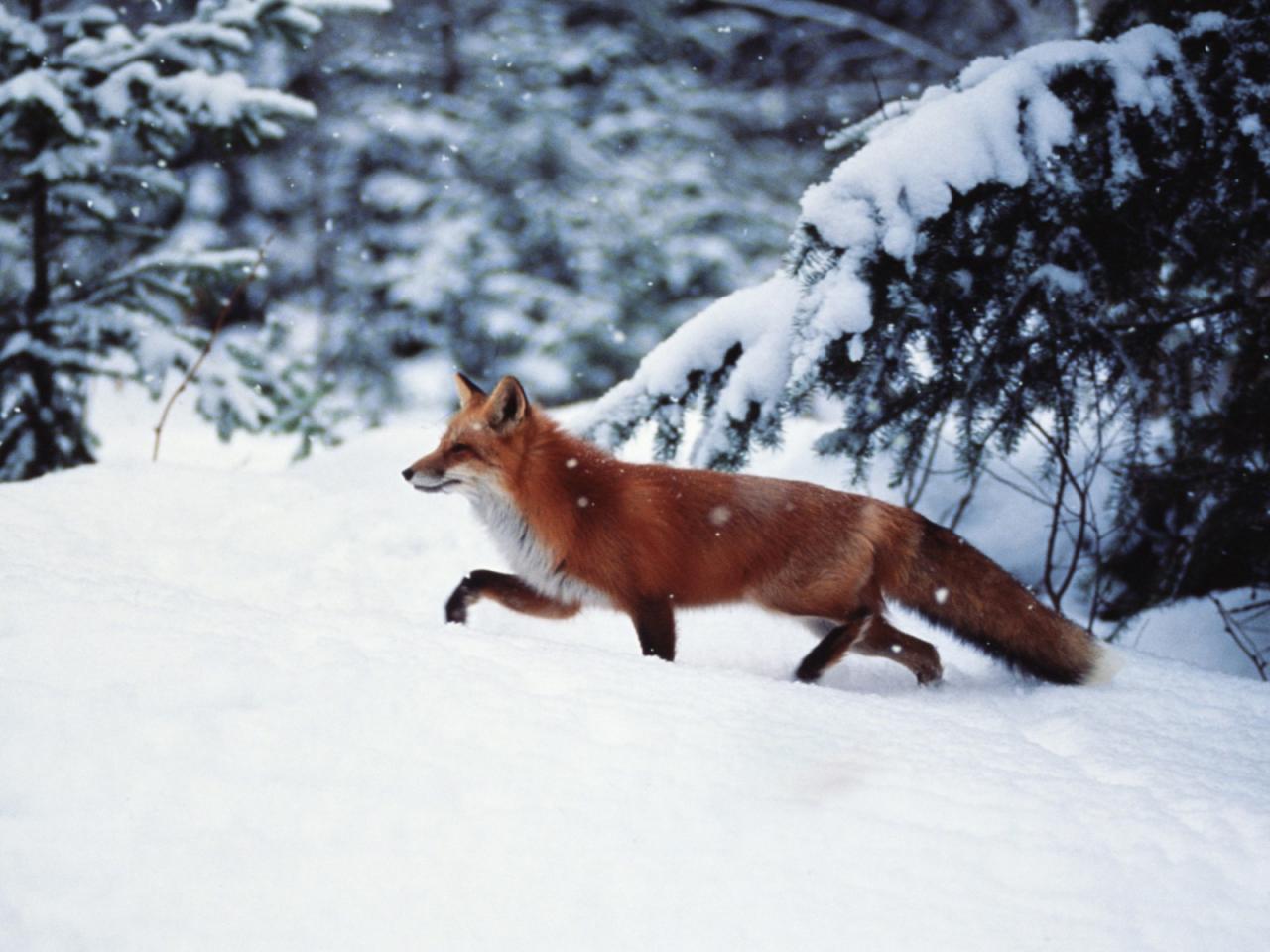 обои Лиса идущая на охоту среди зимы фото