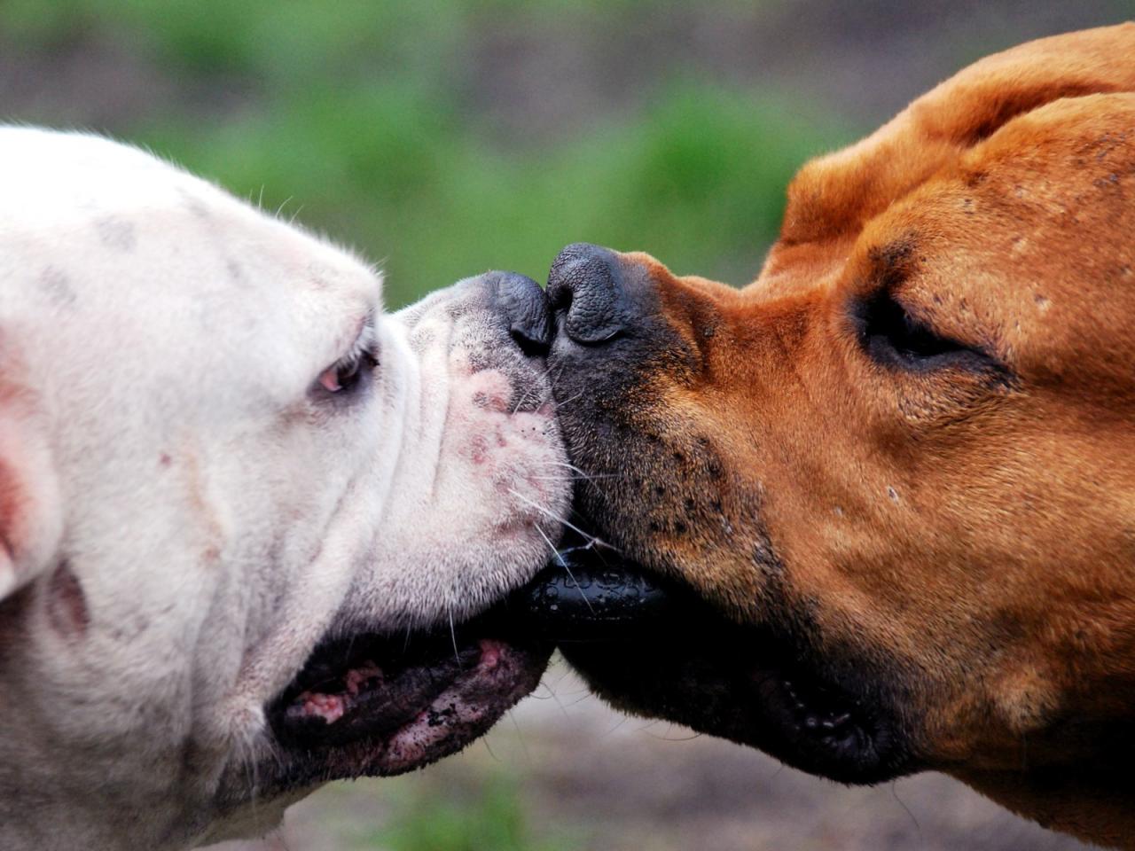 обои Поцелуй собак фото