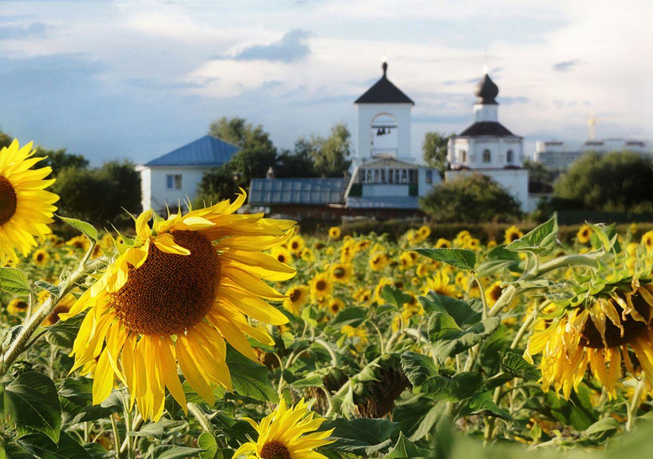 обои Подсолнухи у храма фото