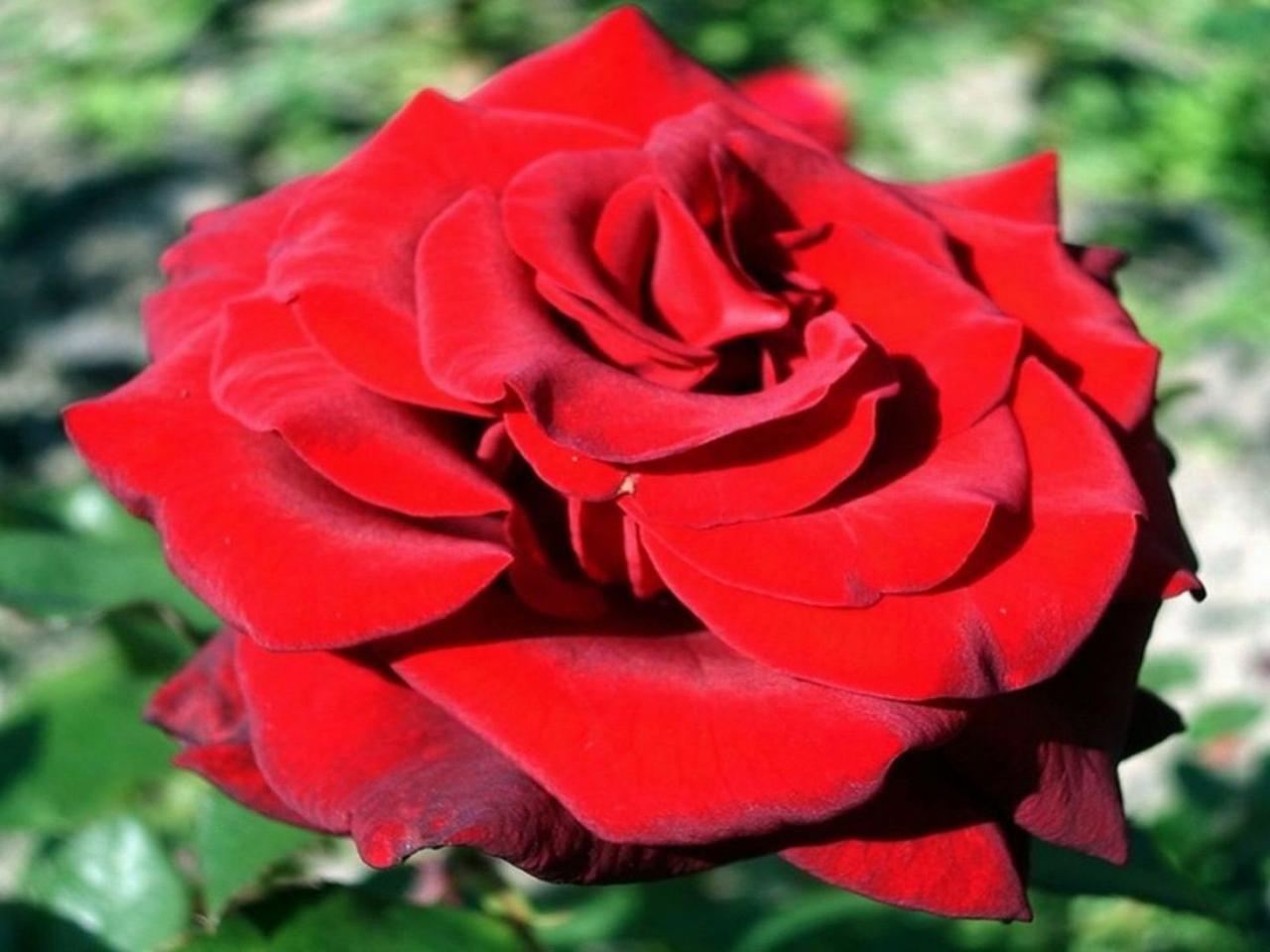 обои Распустилась роза красная фото