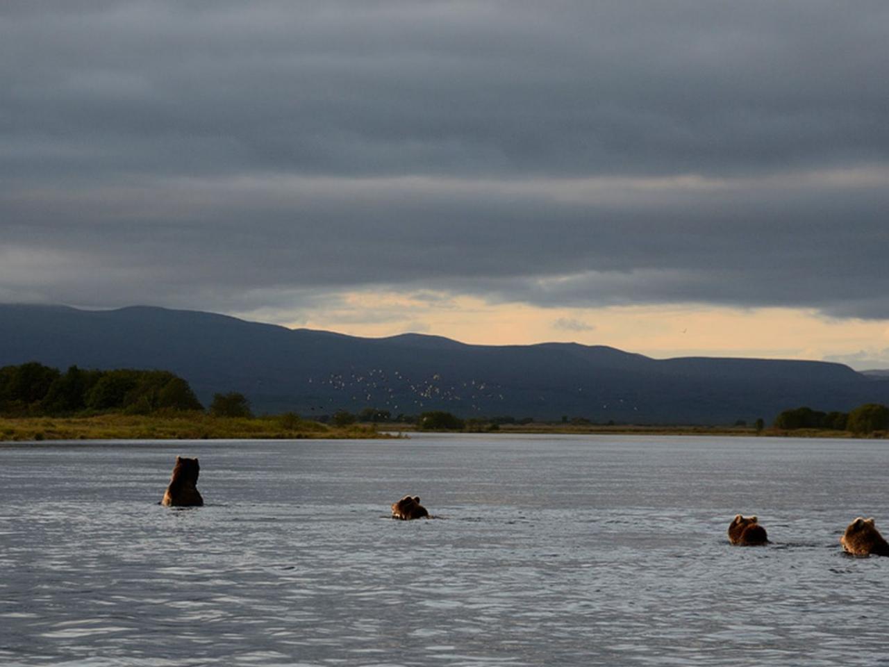 обои Медвежья рыбалка на Кроноцком озере фото