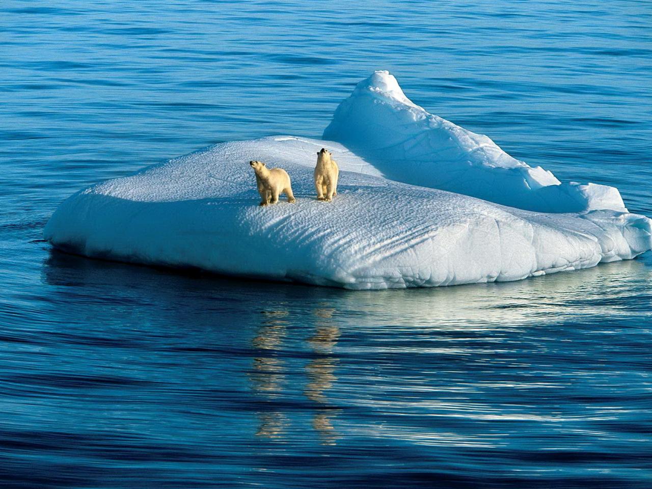 обои Белые медведи на айсберге фото
