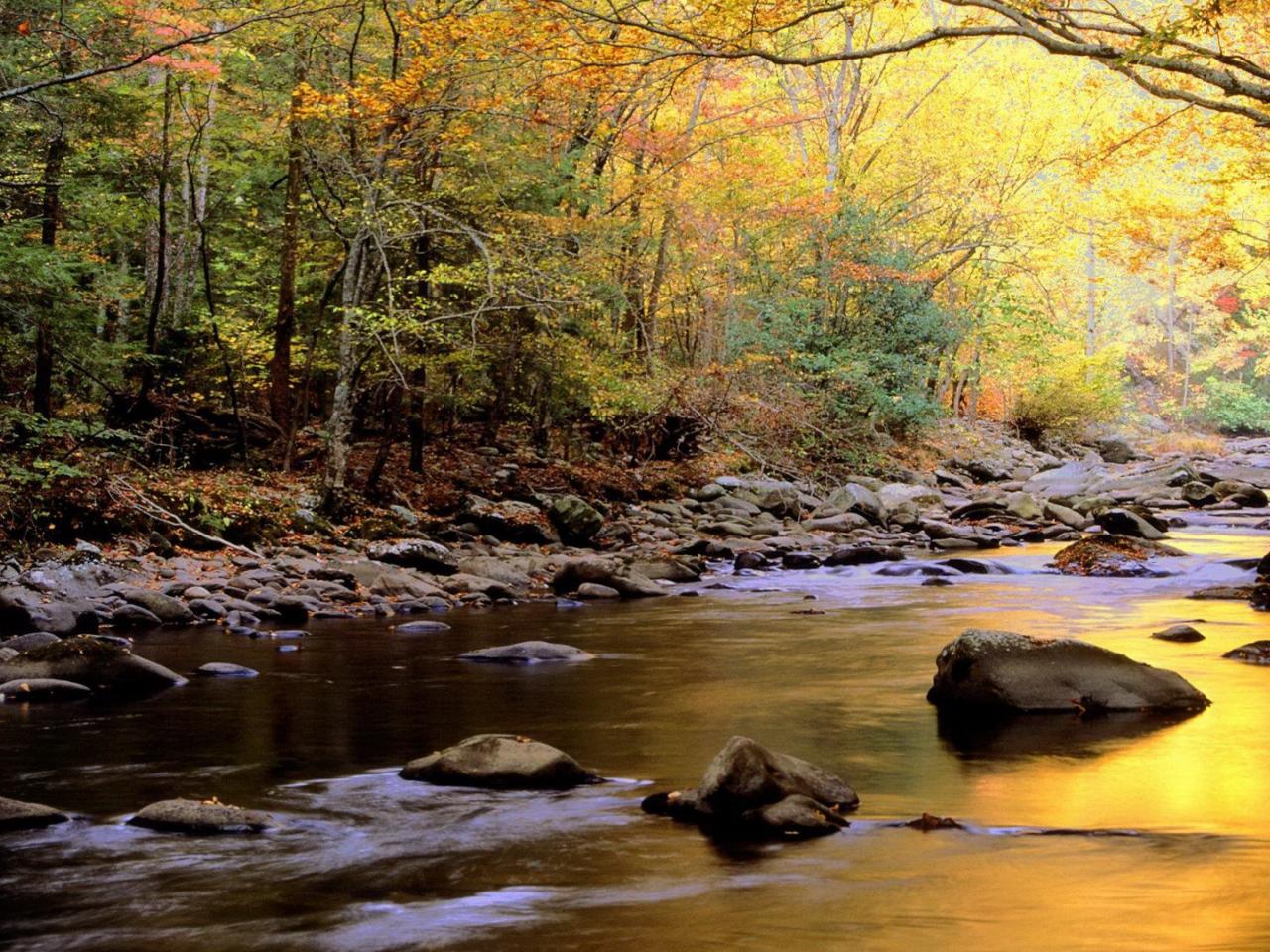 обои Осенний лес у реки фото