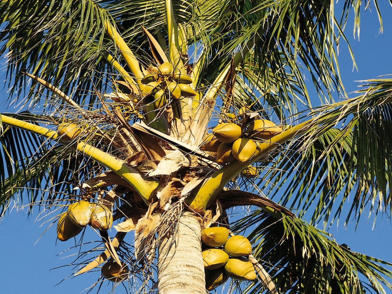 обои Плоды на пальме фото