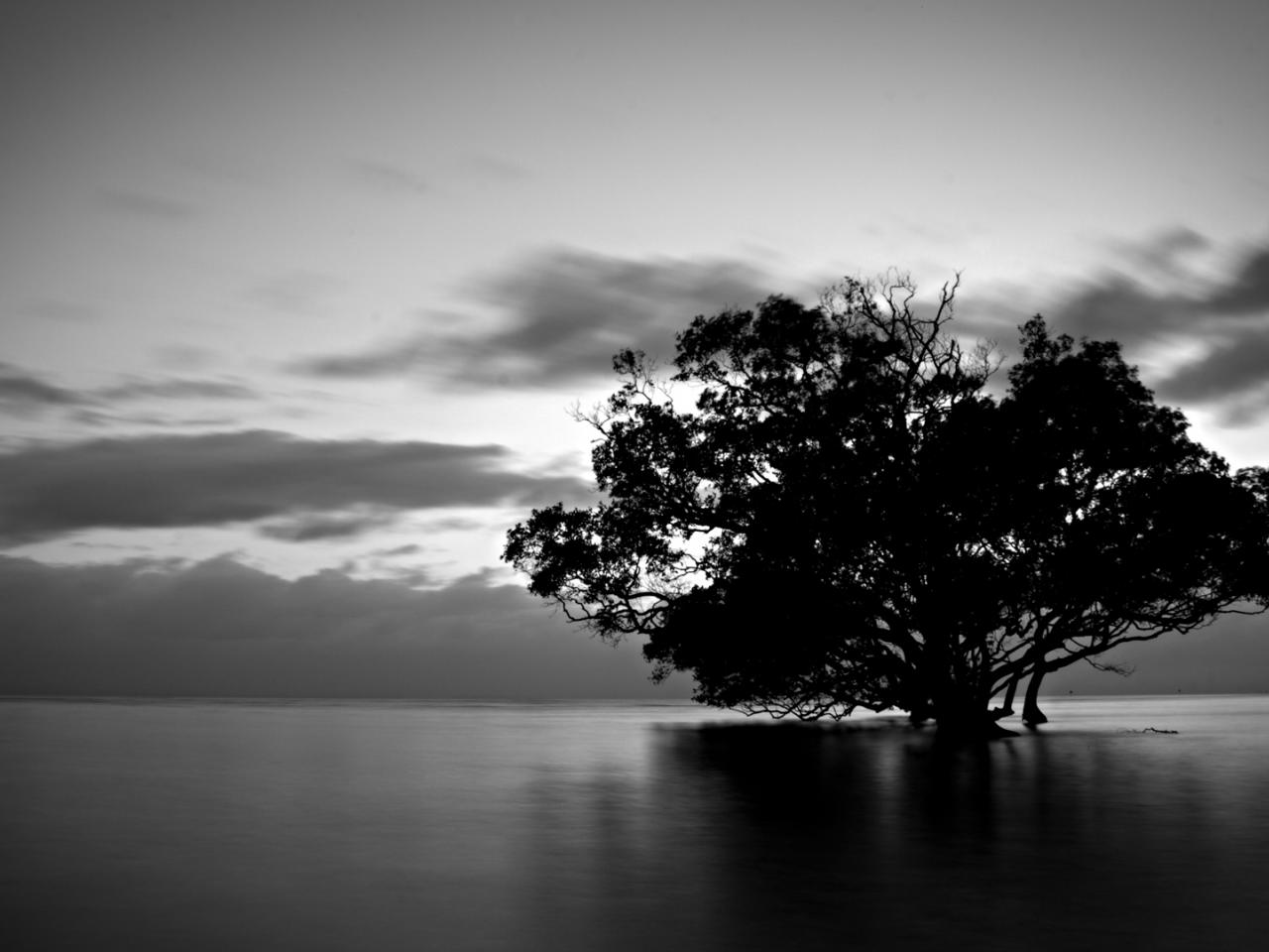 обои Одинокое дерево среди воды в  сумерках фото
