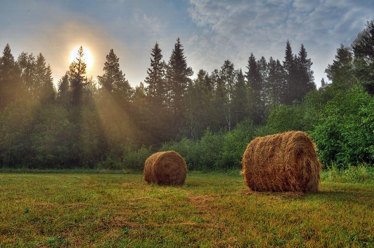 обои Солнце,   лес и поле фото