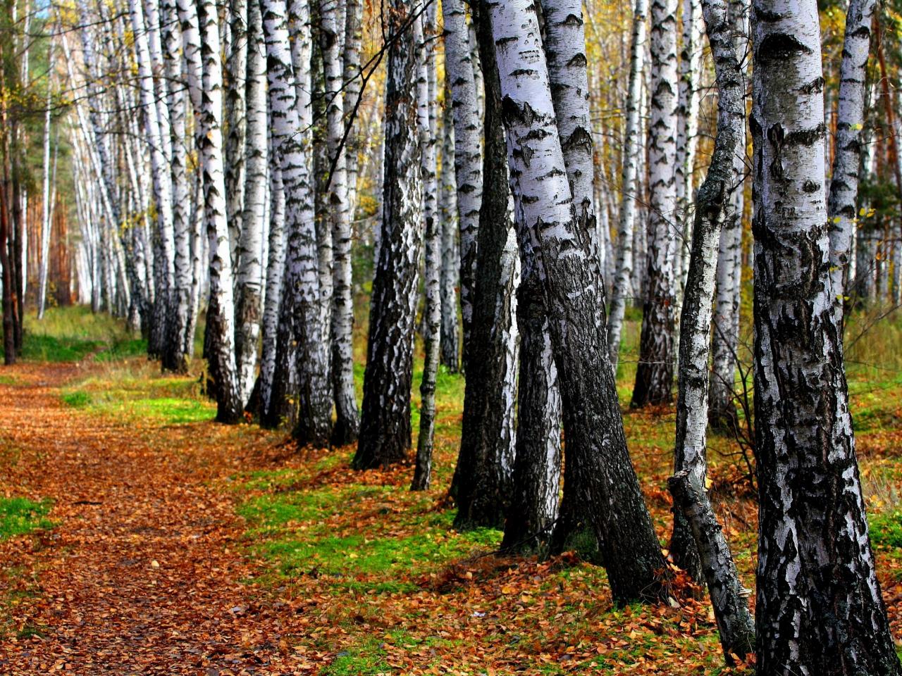 обои Тропинка и ровные  ряды берез фото