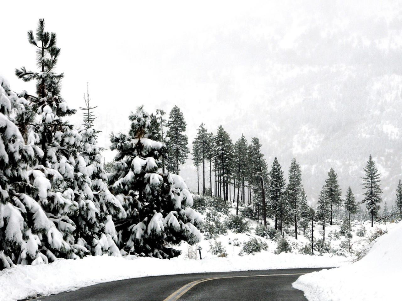 обои Насаждения у дороги зимней фото