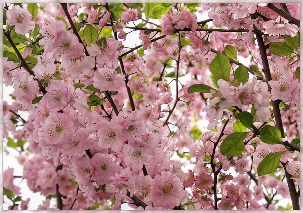 обои Нежно-розовое лето фото