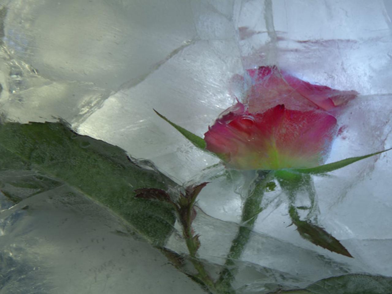обои Лёд и роза фото