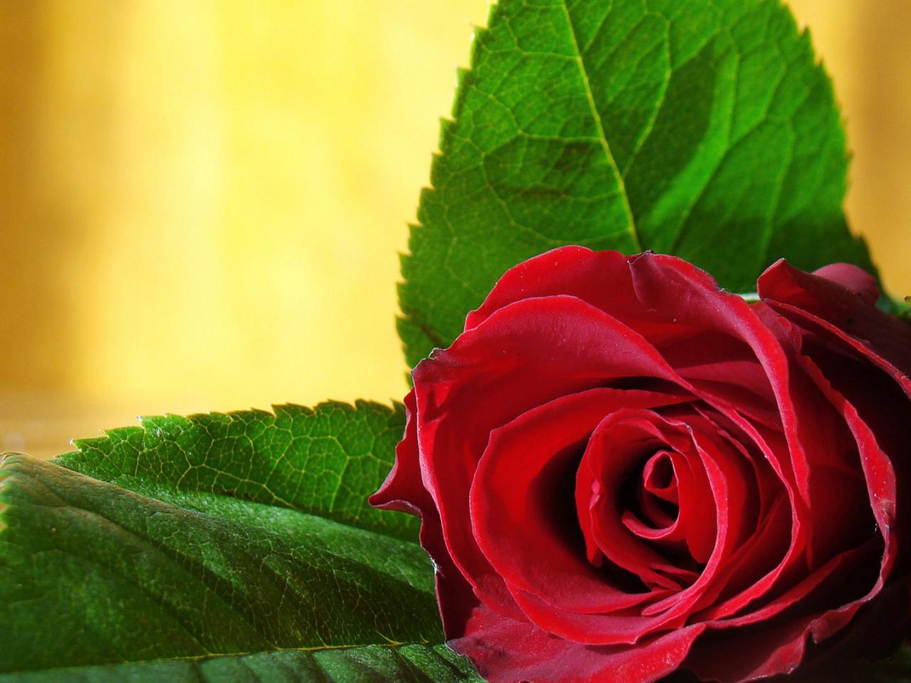 обои Лежащая красная роза фото