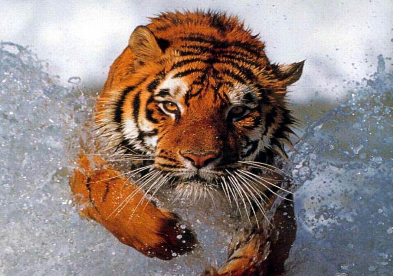 обои Тигр и вода фото