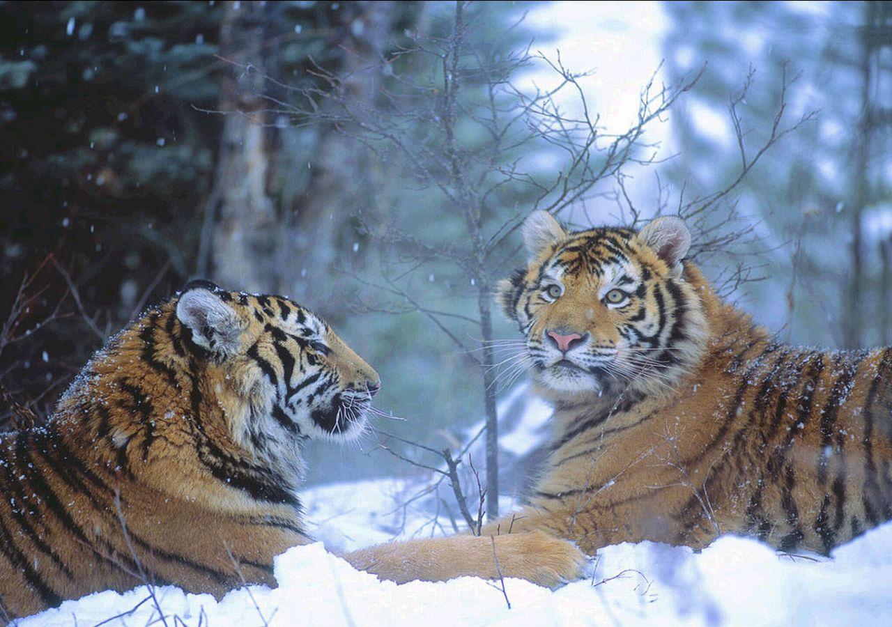 обои Снег и два тигра фото