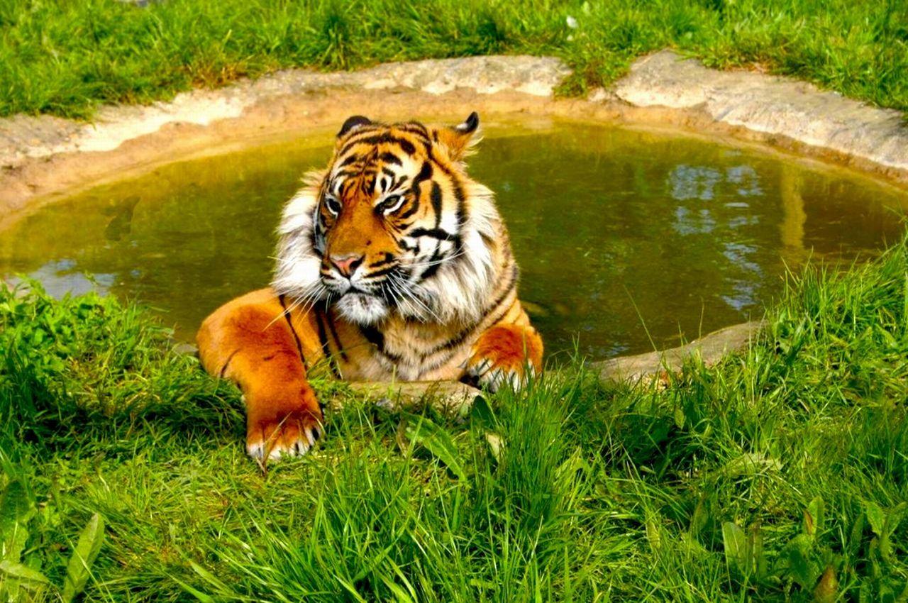 обои Тигр в бассейне фото