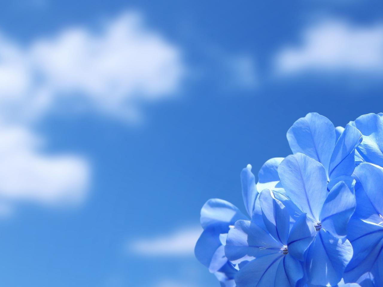 обои Голубое цветение на фоне неба фото