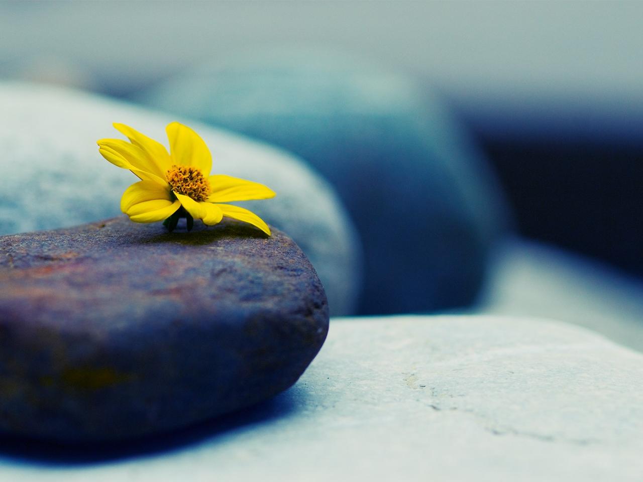 обои Желтый цветок на камне фото