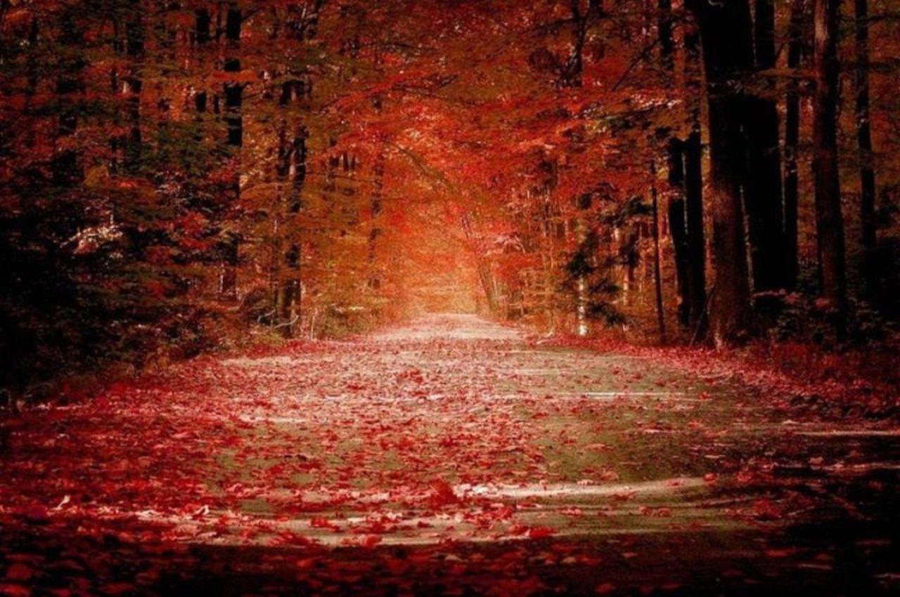 обои Дорога цвета в осень фото