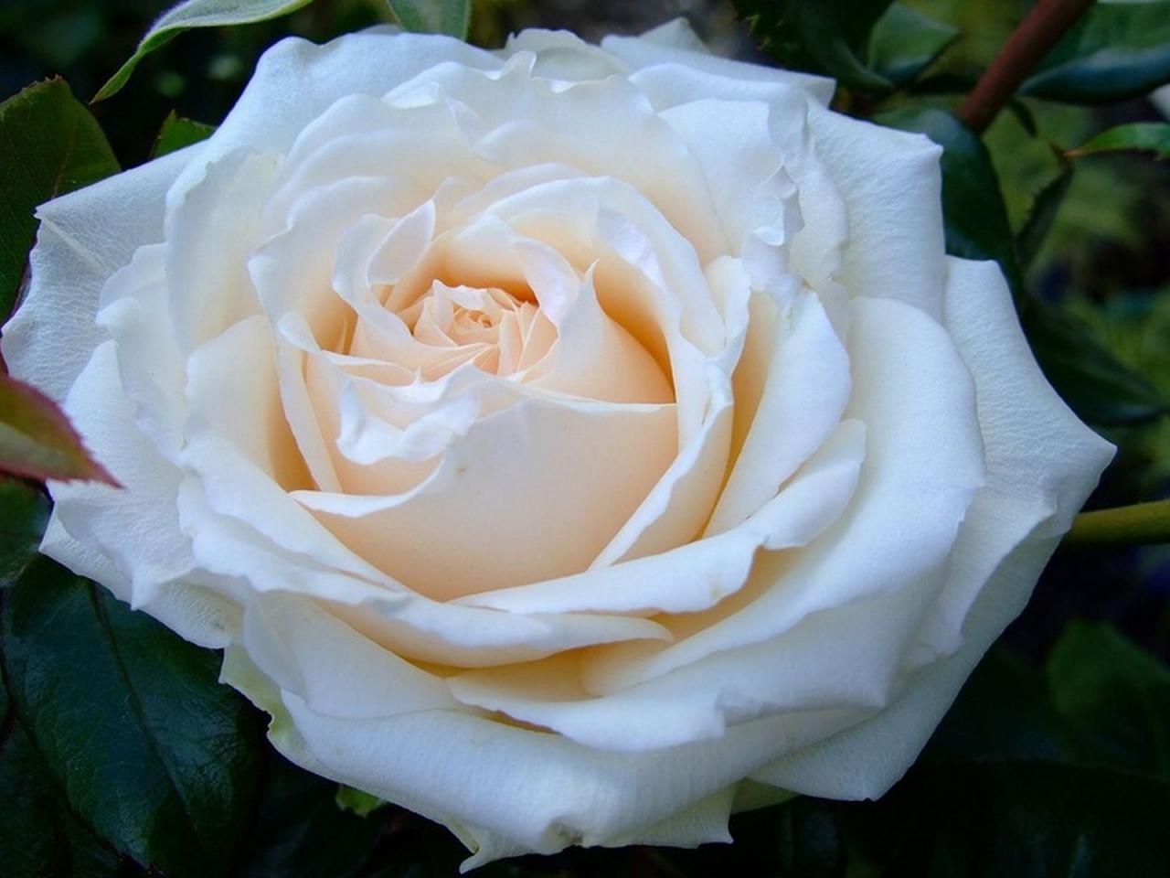 обои Крупная белая роза фото