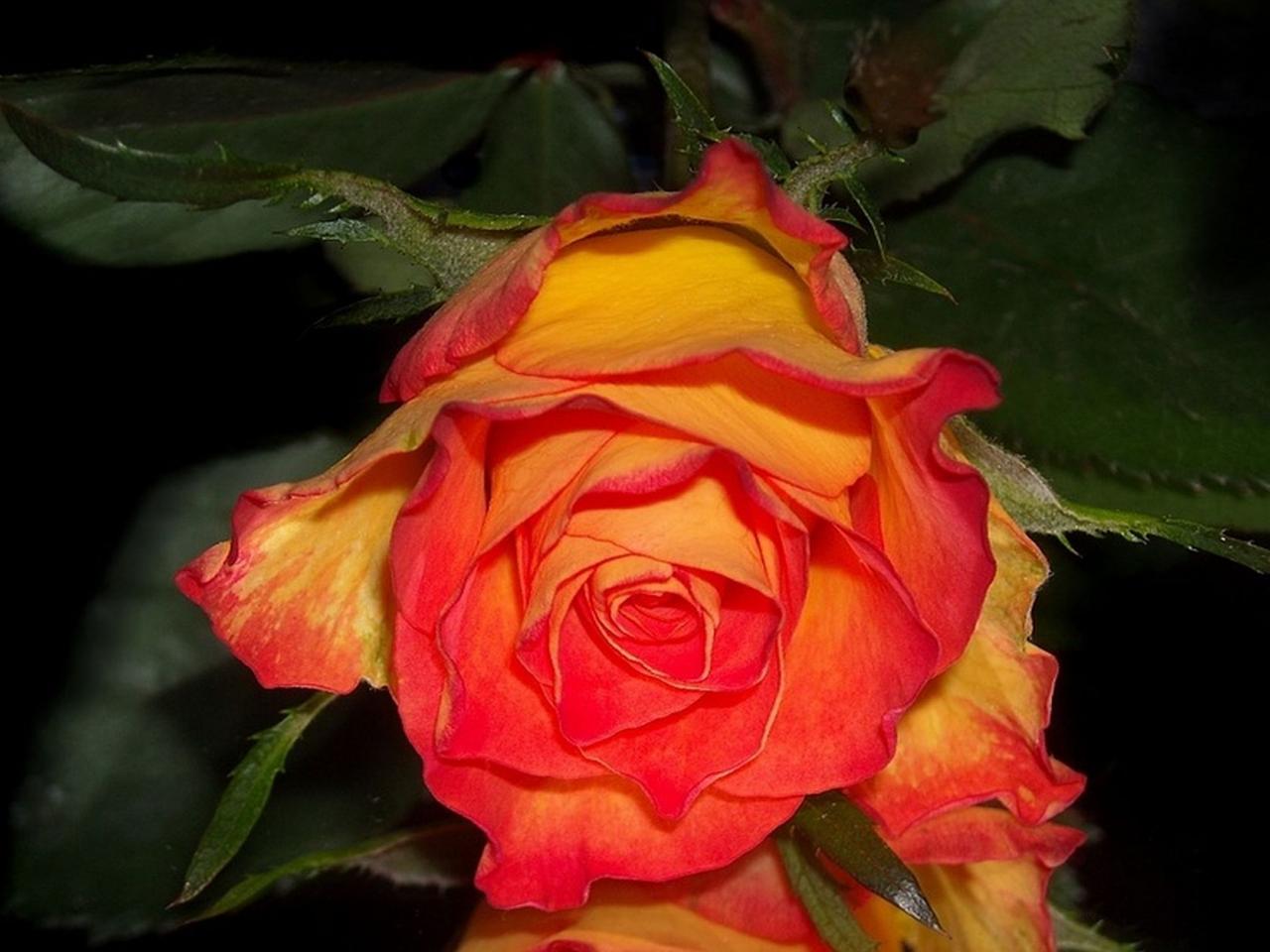 обои Роза красная с жёлтым оттенком фото