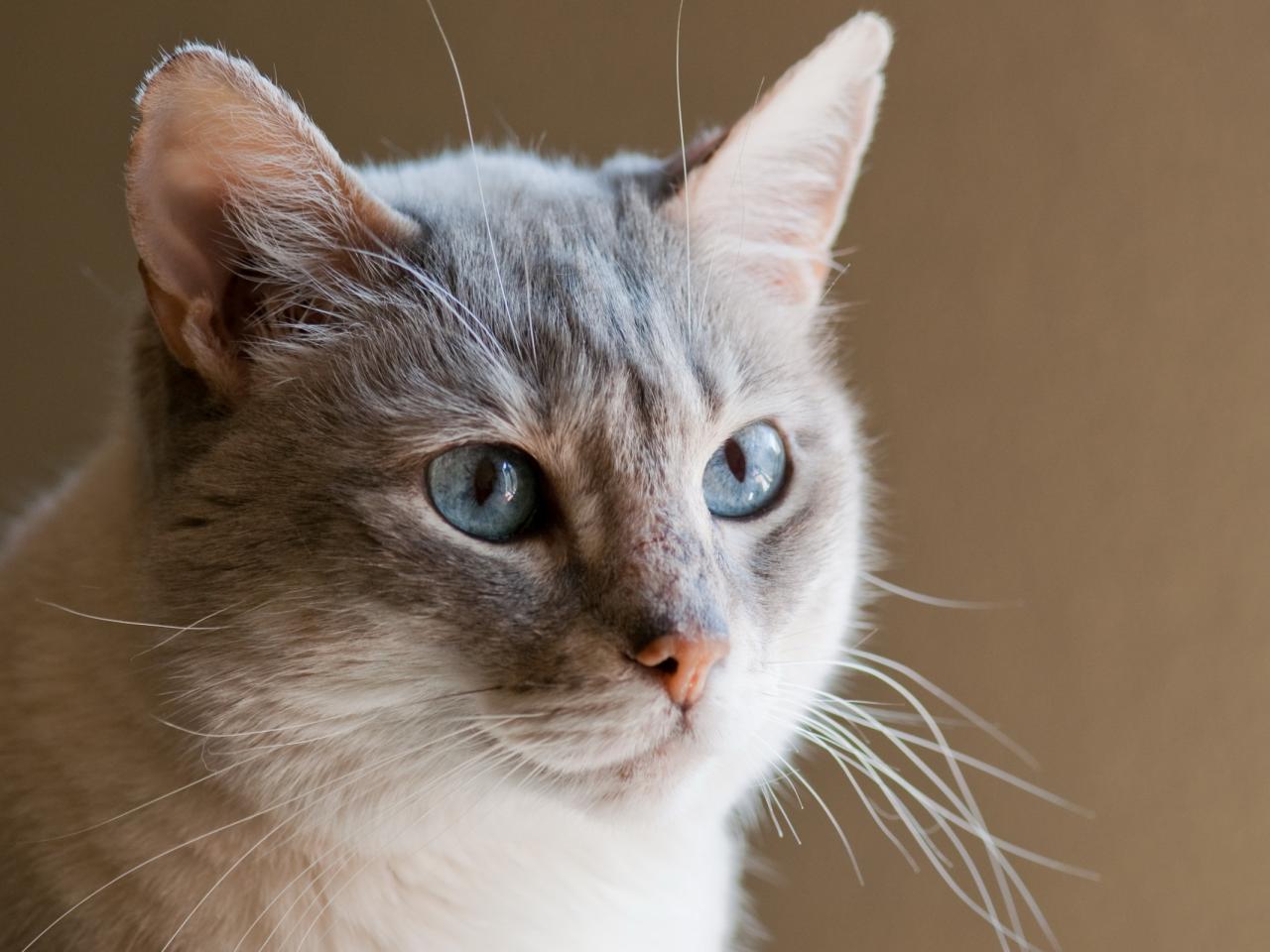 обои Светло-серая сиамская кошка фото