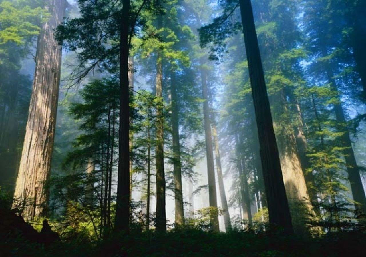 обои Густой лес закрывает небо фото