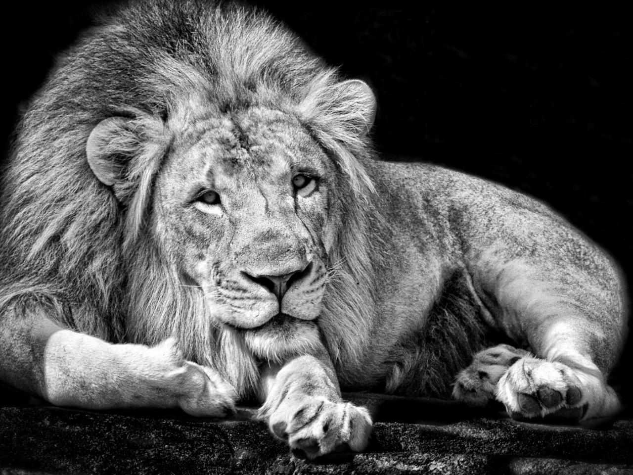 обои Льва фото черно-белое фото