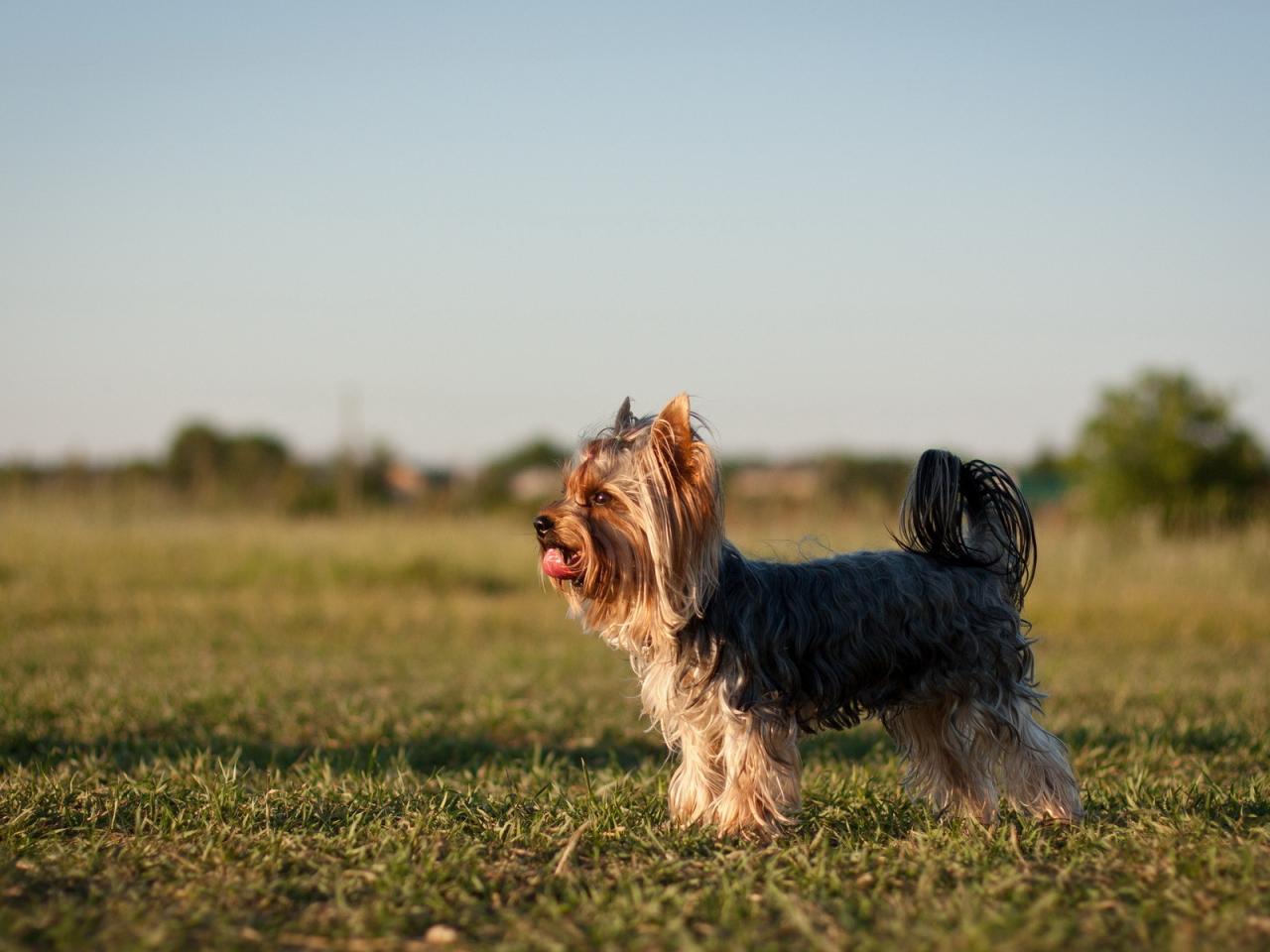 обои Собака на поле травы фото