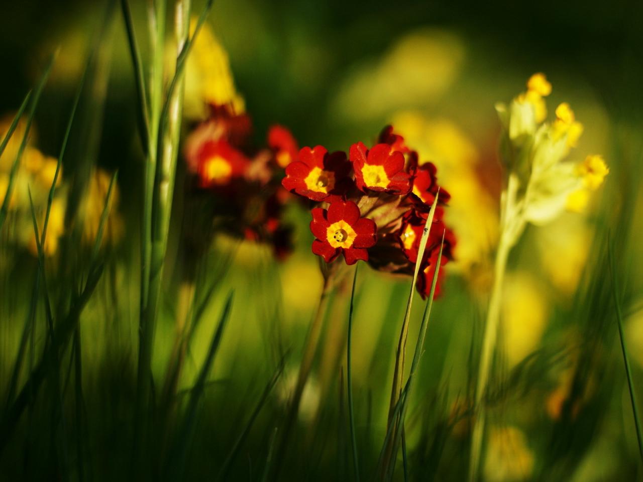 обои Цветы в траве в лучах света фото