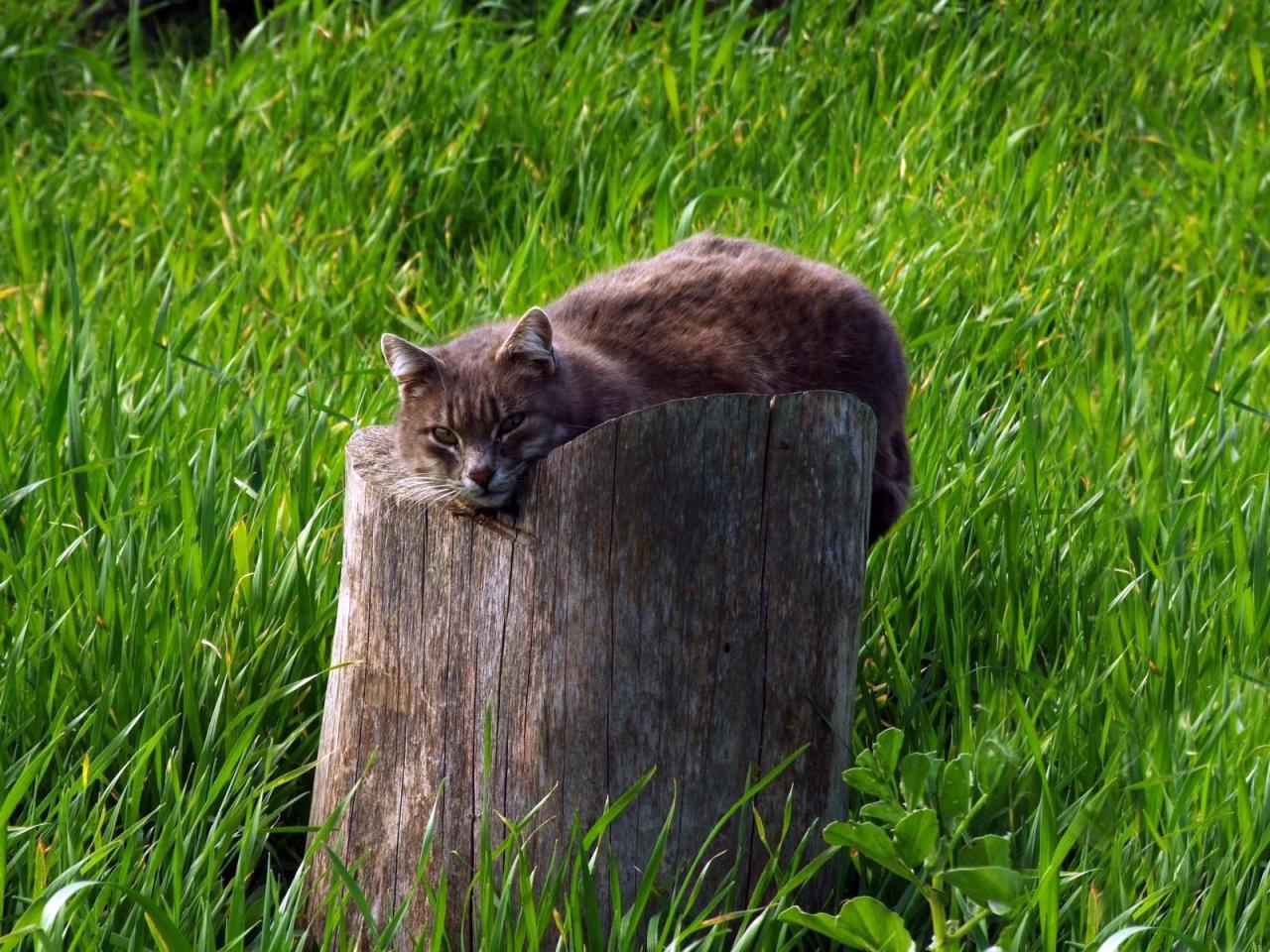 обои Кот на пенечке среди травы фото